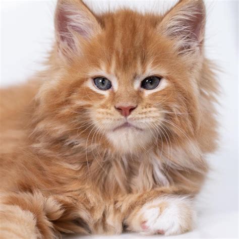 maine coon adopcion|Maine Coon Adoption in Virginia: Maine Coon Kittens for Sale in ...